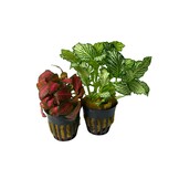 Fittonia Albivenis Forest Flame Red