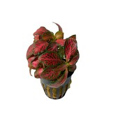 Fittonia Albivenis Forest Flame Red