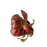 Fittonia Albivenis Forest Flame Red