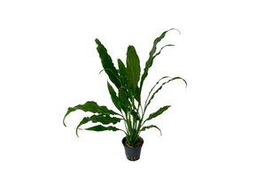 Spathiphyllum Wallisii