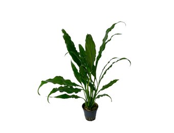 Spathiphyllum Wallisii