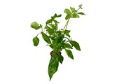 Hygrophila Corymbosa Variegata