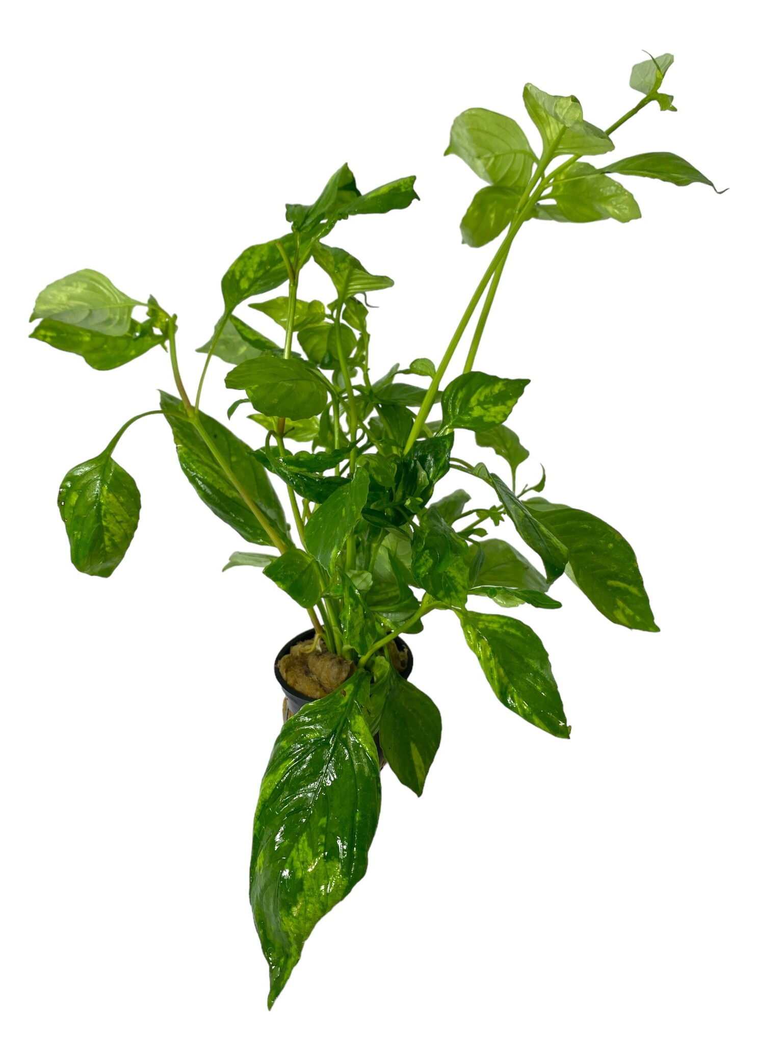 Hygrophila Corymbosa Variegata