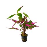 Hygrophila Corymbosa Pink