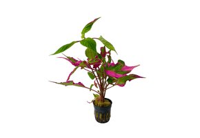 Hygrophila Corymbosa Pink