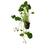 Hydrocotyle Verticillata (waternavel)