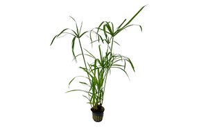 Cyperus Alternifolius