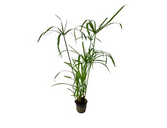 Cyperus Alternifolius