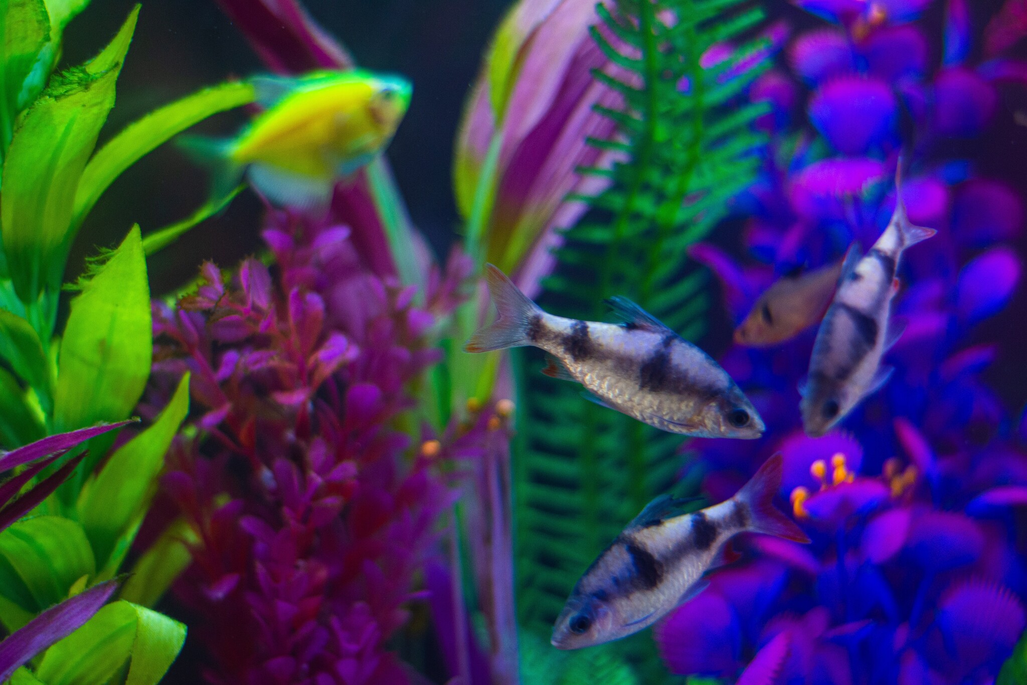 Tips voor het kiezen van de juiste aquariumverlichting