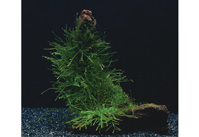 Vesicularia Dubyana Box 250ml