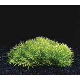 Riccia Fluitans in-vitro