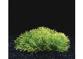 Riccia Fluitans in-vitro