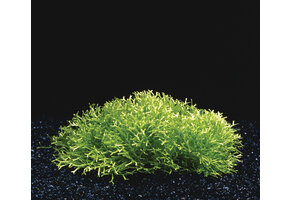 Riccia Fluitans in-vitro