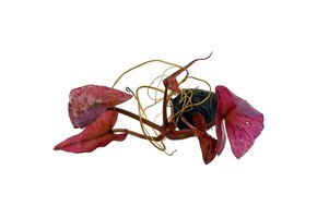 Nymphaea Lotus 'Red' knol