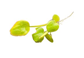 Limnobium Laevigatum 2st drijfplant