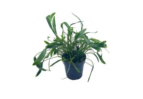 Cryptocoryne XL - Extra Groot