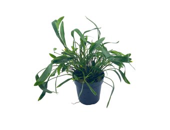 Cryptocoryne XL - Extra Groot