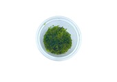 Vesicularia Montagnei 'Christmas Moss' in-vitro