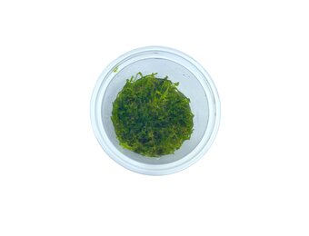 Vesicularia Montagnei 'Christmas Moss' in-vitro
