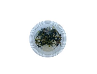 Bucephalandra sp. 'Kedagang' in-vitro