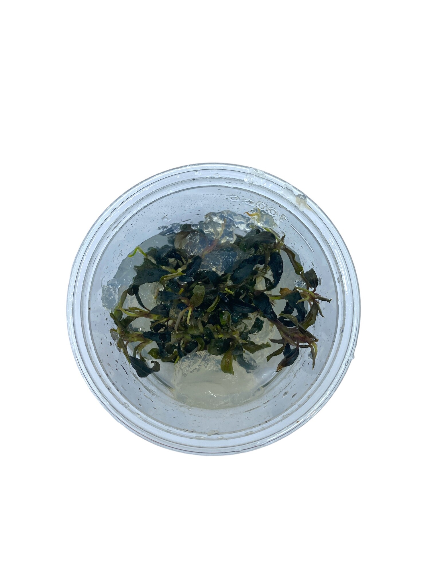 Bucephalandra sp. 'Kedagang' in-vitro