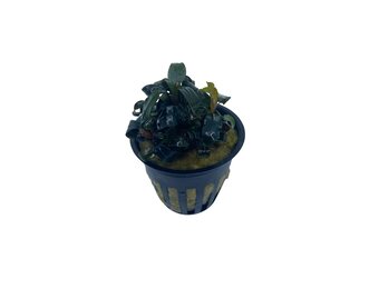 Bucephalandra Brownie 'Ghost Ulu Kapus' in pot