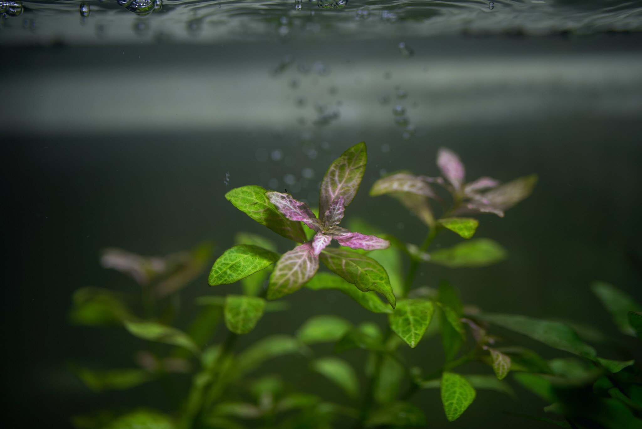 Eerste hulp bij verlepte en verkleurde aquariumplanten