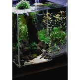 Zwarte Pur 500 ml 6st Voordeelbundel