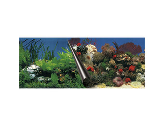 Poster Steen en Koraal 60x30cm