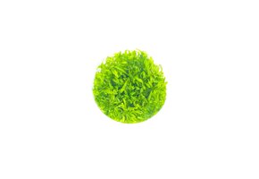 Pogostemon Helferi in-vitro