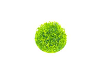 Pogostemon Helferi in-vitro