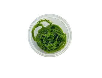 Mayaca Fluviatilis in-vitro