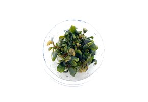 Bucephalandra Blue Green in-vitro