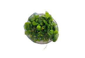 Anubias Barteri Var. Nana Petite in-vitro