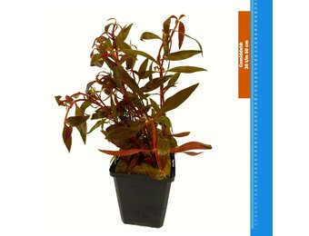 Alternanthera Rosefolia - Extra Groot