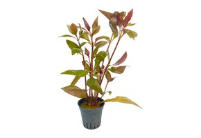 Alternanthera Reineckii Lila in pot