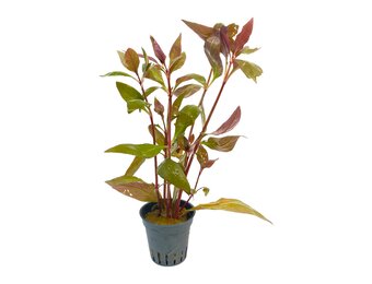 Alternanthera Reineckii Lila in pot