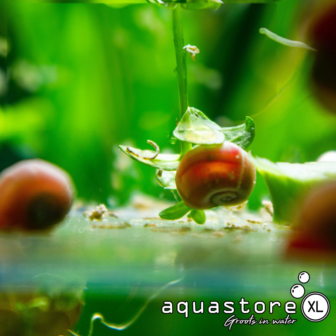 De aquariumslak: vriend of vijand?