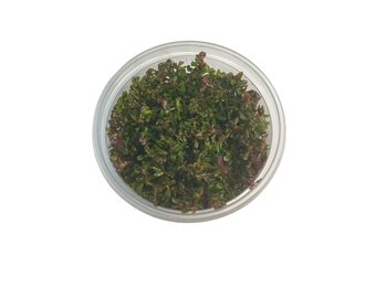 Rotala Rotundifolia Hra in-vitro