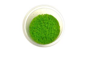 Hemianthus Callitrichoides Cuba in-vitro