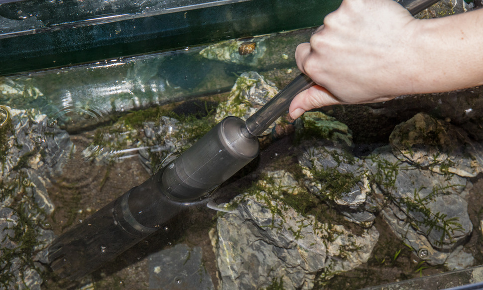 Aquariumonderhoud: werk slimmer, niet harder