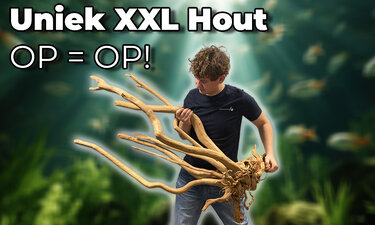 Uniek XXL Hout