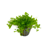 Micranthemum Monte Carlo Pot