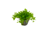 Micranthemum Monte Carlo Pot
