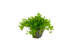 Micranthemum Monte Carlo Pot