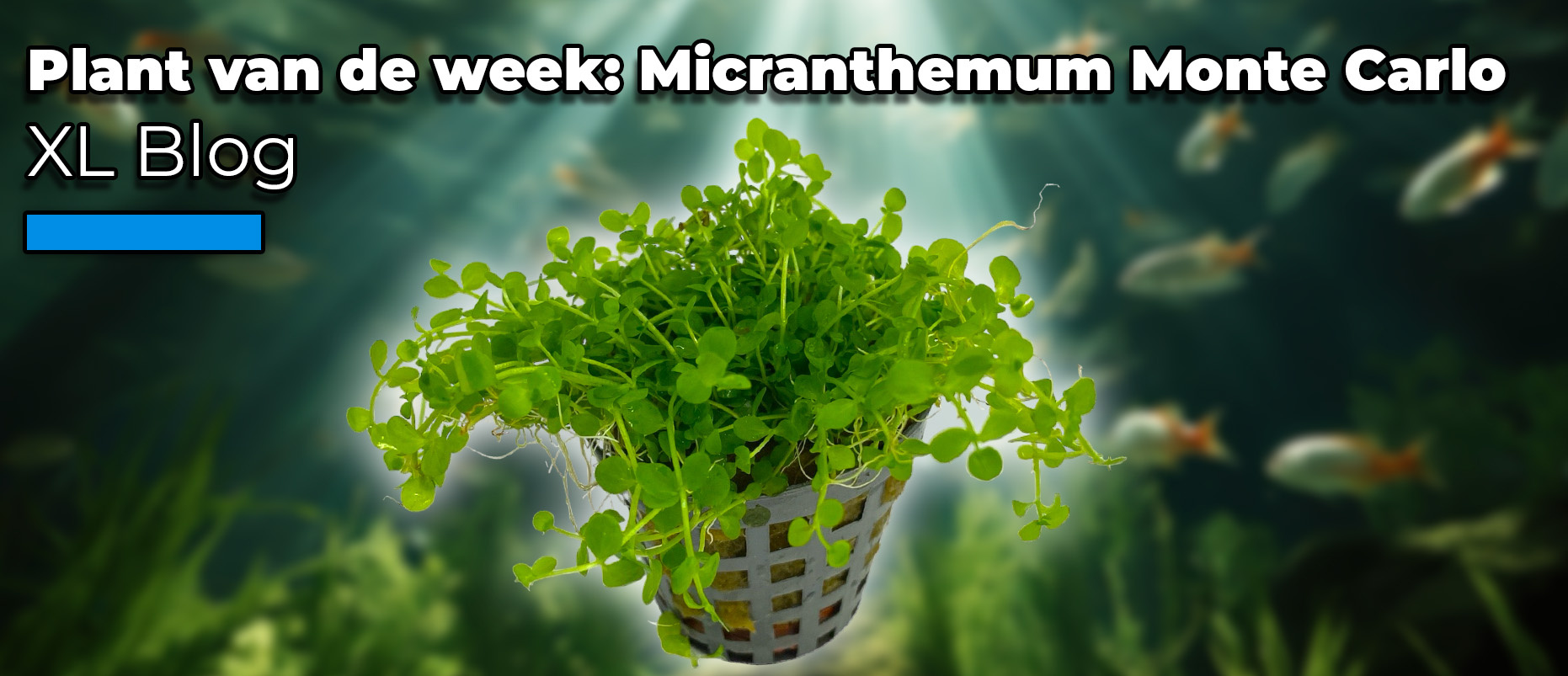 Plant van de week: Micranthemum Monte Carlo