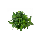 Staurogyne Repens in-vitro