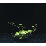 Hydrocotyle Leucocephala in pot