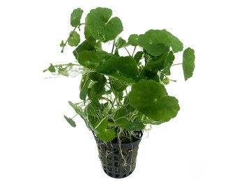 Hydrocotyle Leucocephala in pot