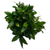 Anubias Barteri var. Nana Pangolino in pot